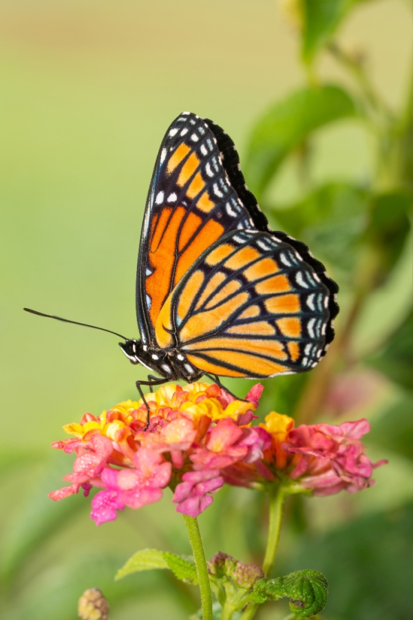 Monarch butterfly on a lantana bloom