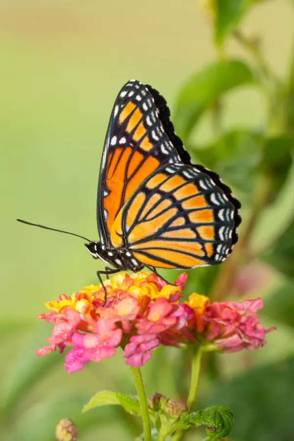 Monarch butterfly on a lantana bloom