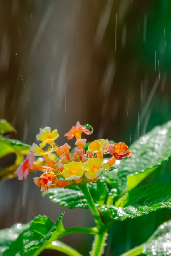 Watering lantana blooms overhead