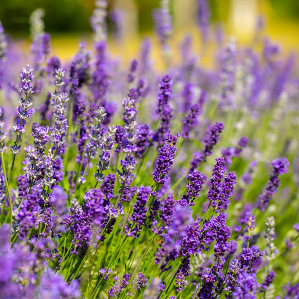 Caring for lavender plants in the fall