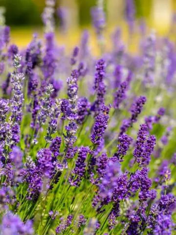 Caring for lavender plants in the fall