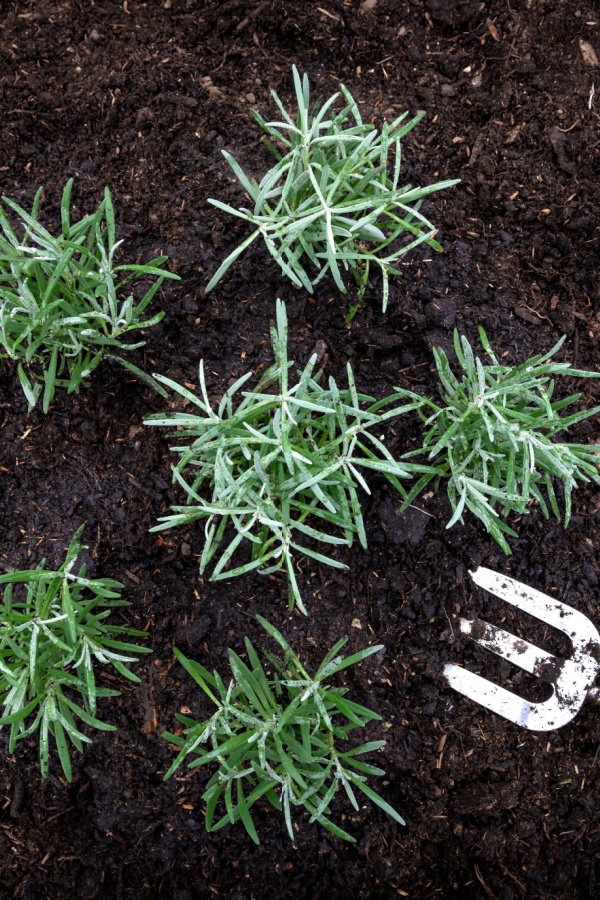 Composting around lavender plants