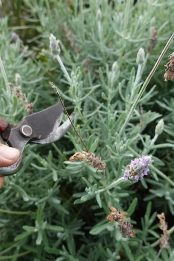 Deadheading spent blooms