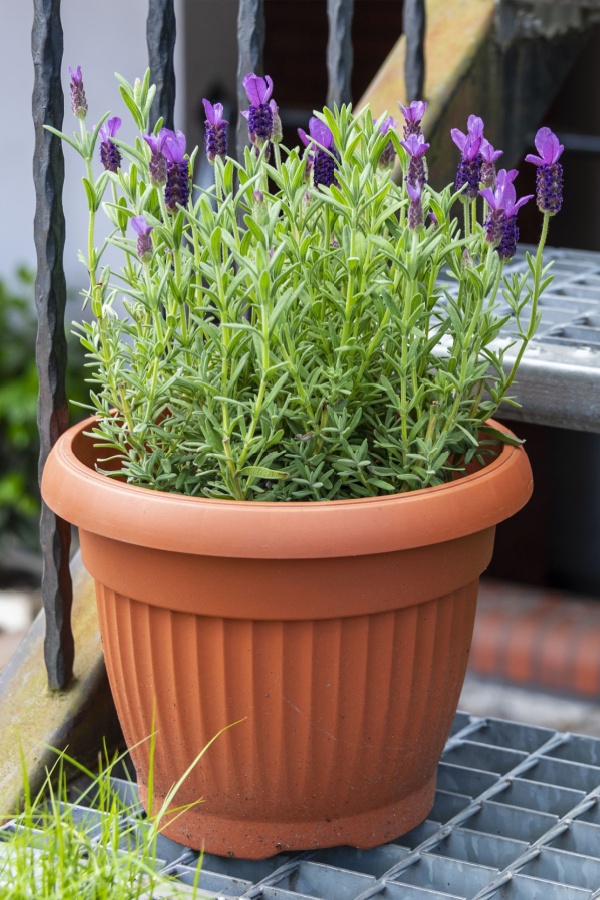 Potted lavender plant - fall care