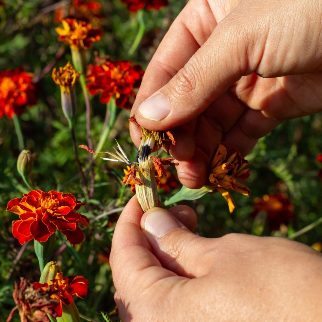 Pulling out marigold seeds