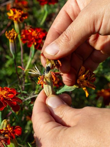 Saving marigold Seeds