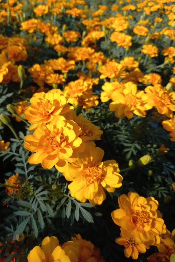 French marigold flowers