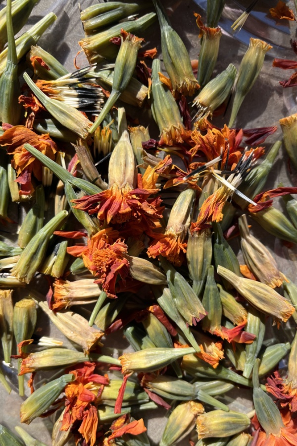 A pile of harvested seed heads