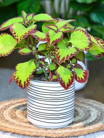 coleus houseplant