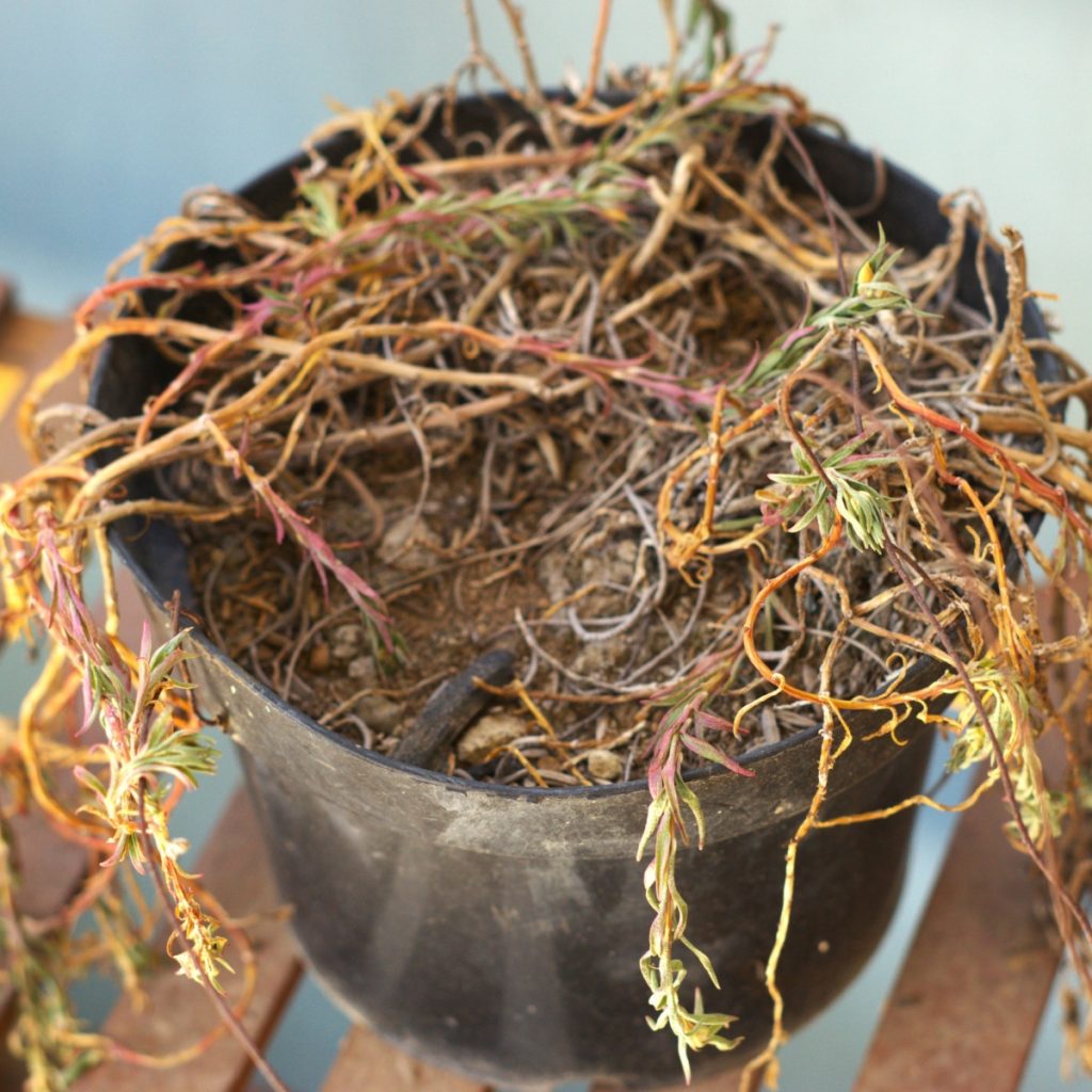 A dead potted plants - save potting soil for next year