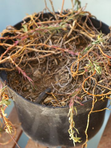 A dead potted plant - save potting soil for next year