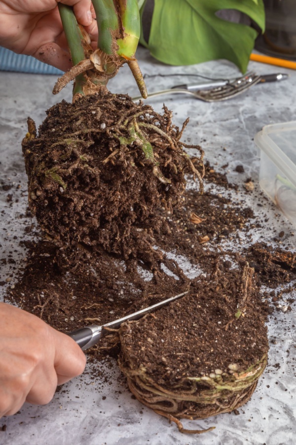 Cutting up potted plant roots