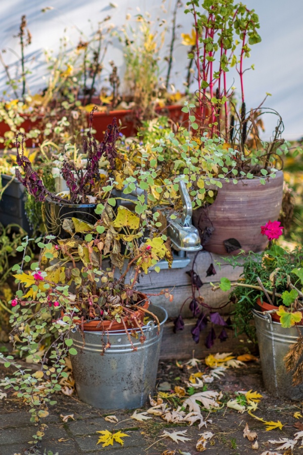 Several dead potted plants