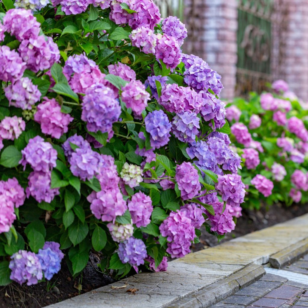 Summer blooming hydrangeas after bloom