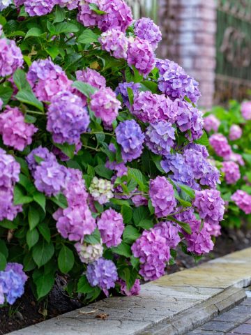 Summer blooming hydrangeas after bloom