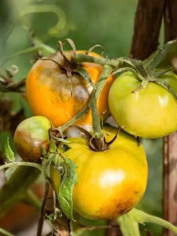 Tomato plants that have blight