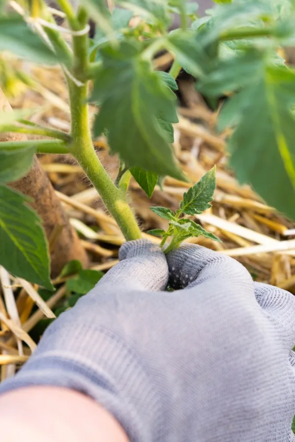 Pruning plants