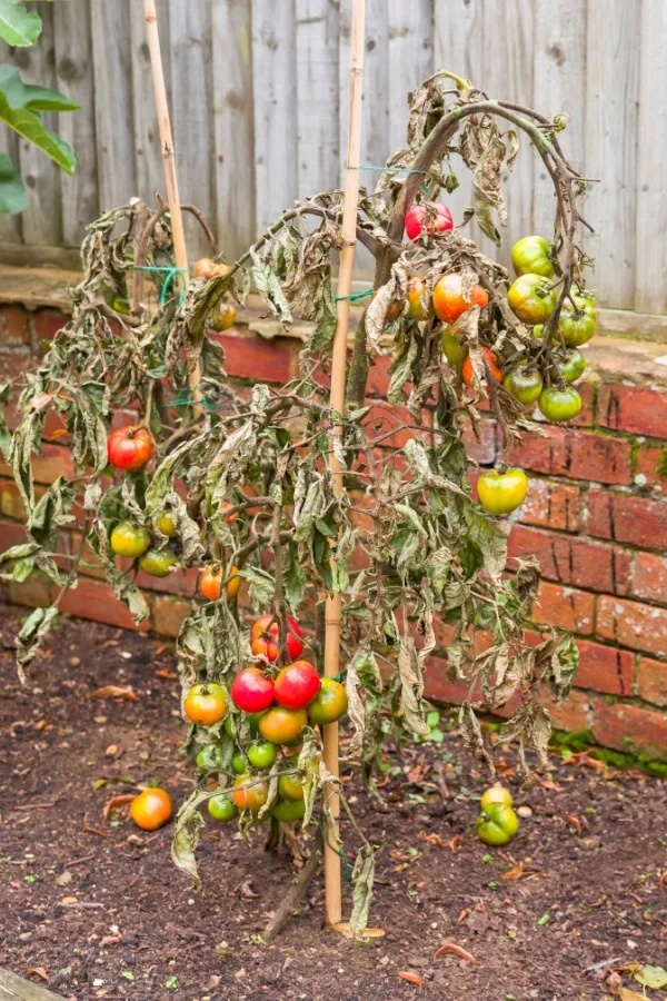 Dead plant from tomato blight