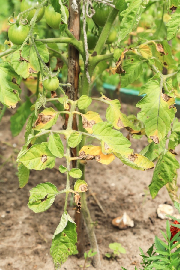 Tomato blight on plant's leaves