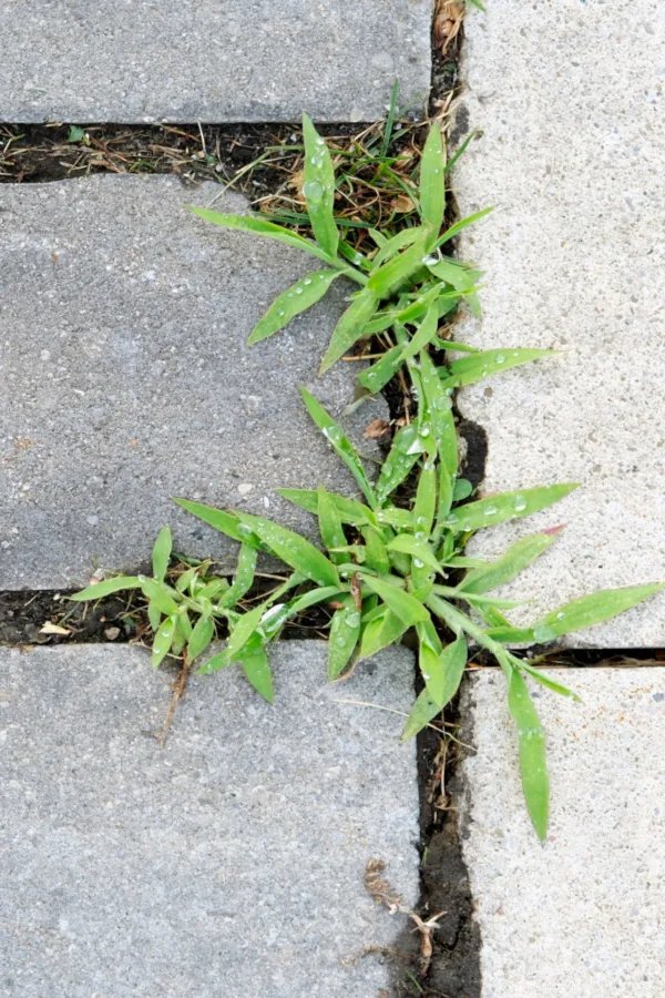 sidewalk weeds