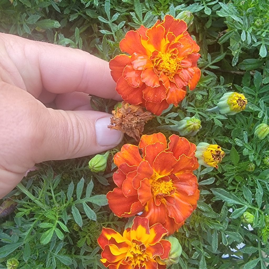 hows to deadhead marigolds