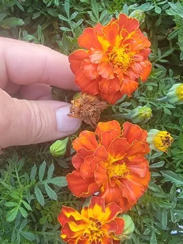 hows to deadhead marigolds