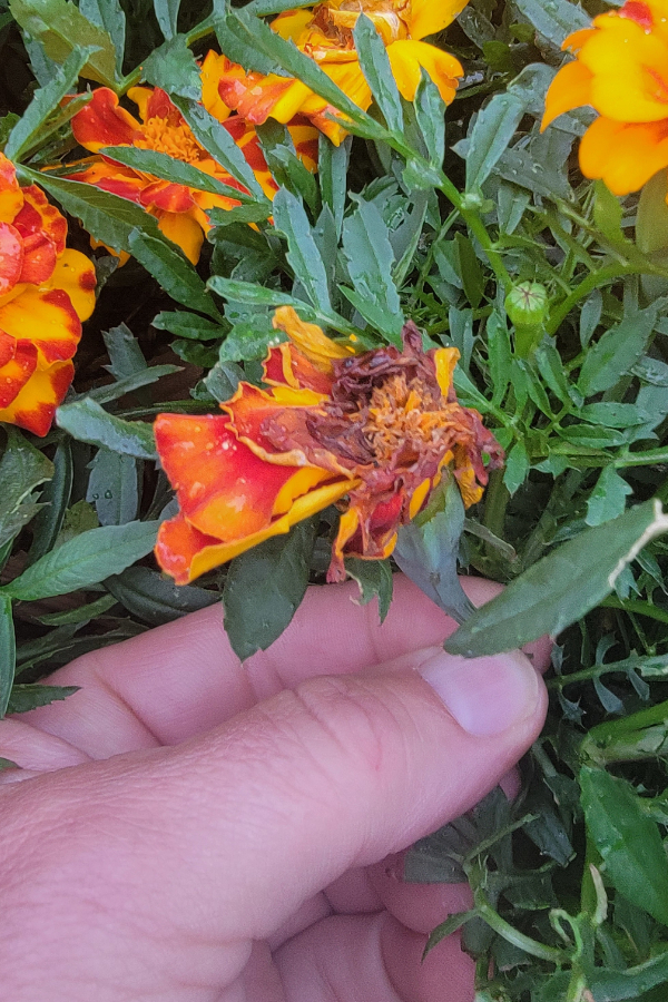 how-to-deadhead-marigolds-and-get-them-to-bloom-bigger