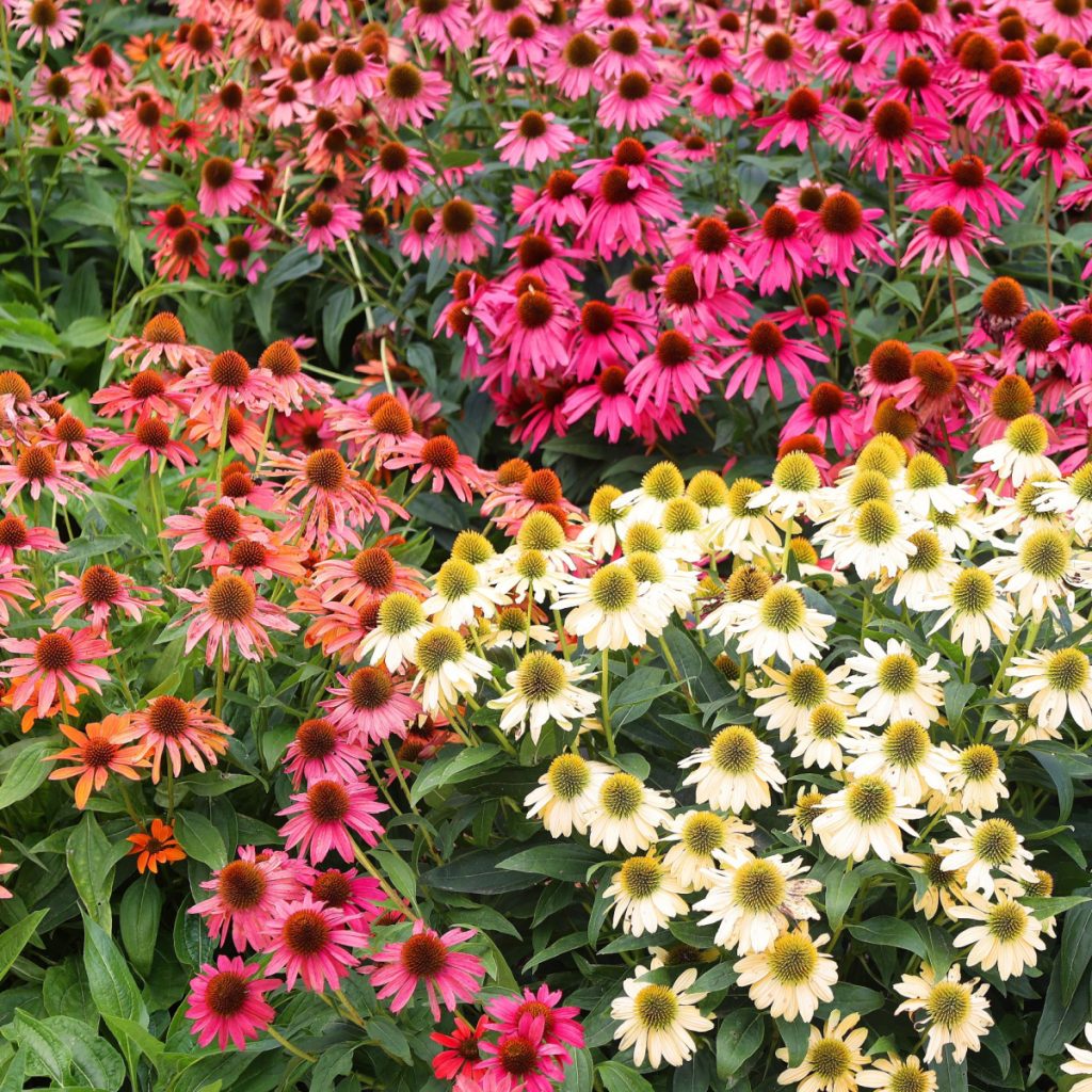 deer resistant perennials