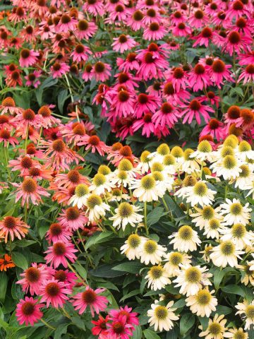 deer resistant perennials