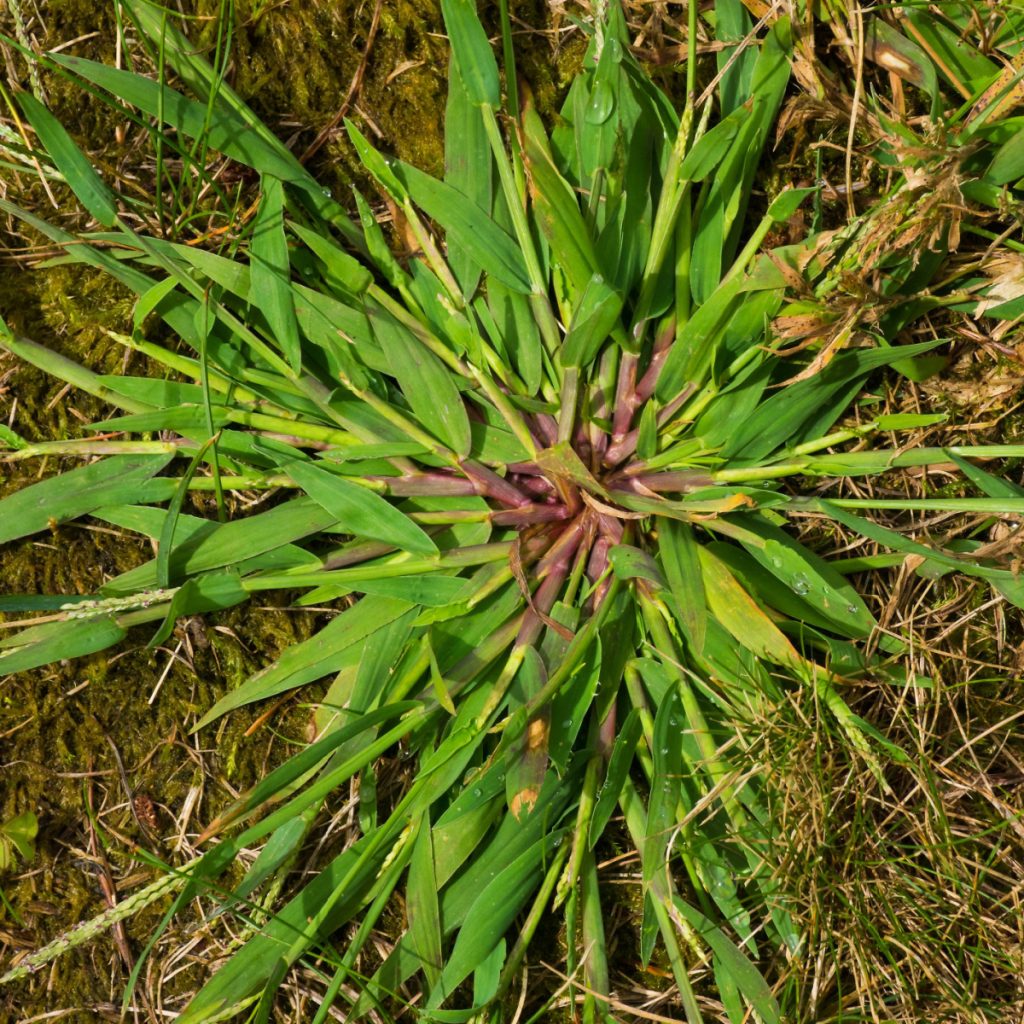 crabgrass in summer