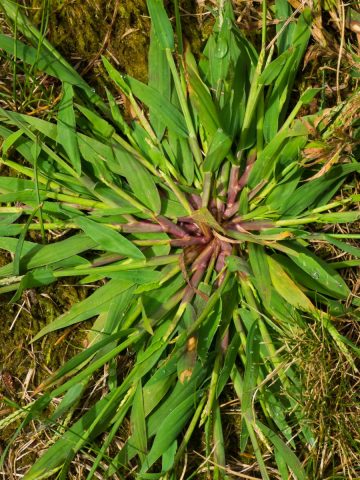 crabgrass in summer