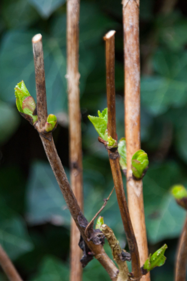 spring buds