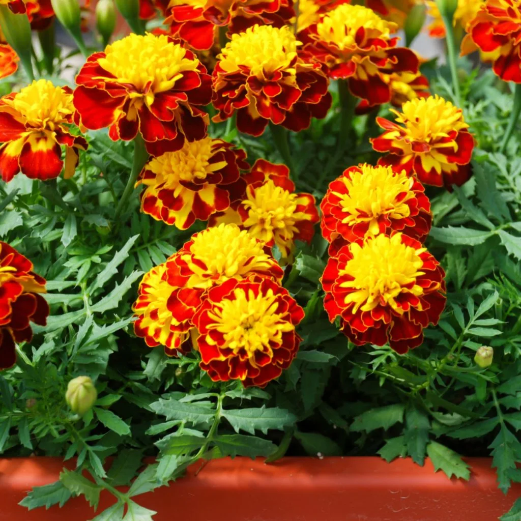 keep marigolds blooming - deadheading