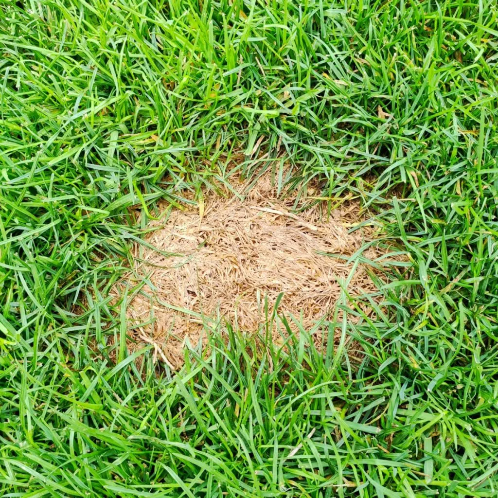 plant grass seed in the fall