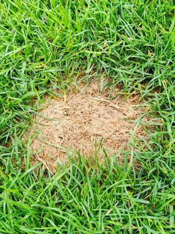 plant grass seed in the fall