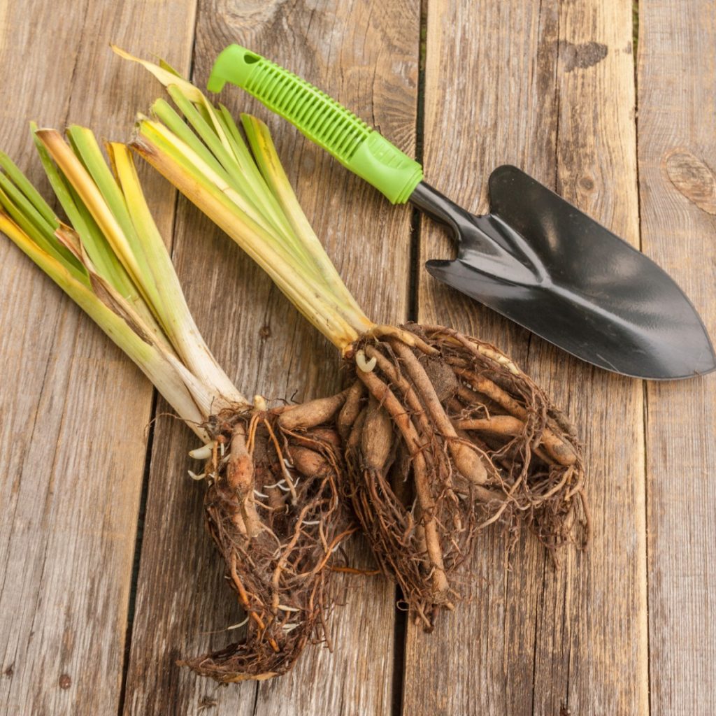 Dividing the perennial daylilies in fall