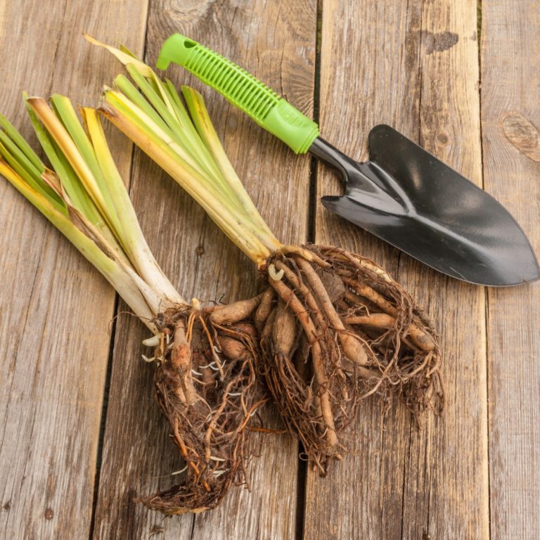 Divide Perennials In Fall