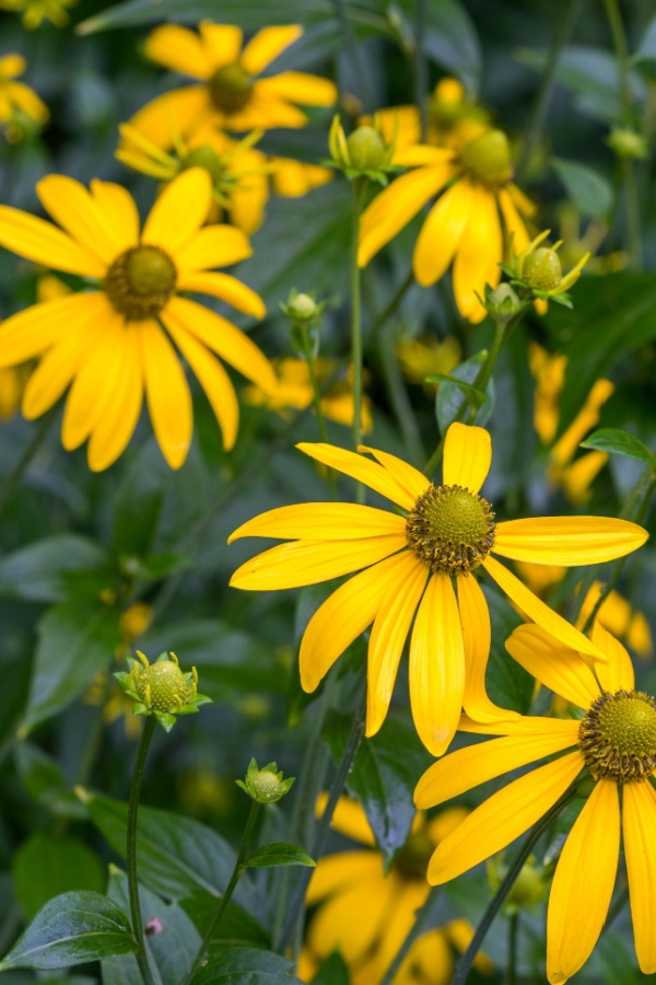 Yellow Coneflowers - Divide Perennials In Fall