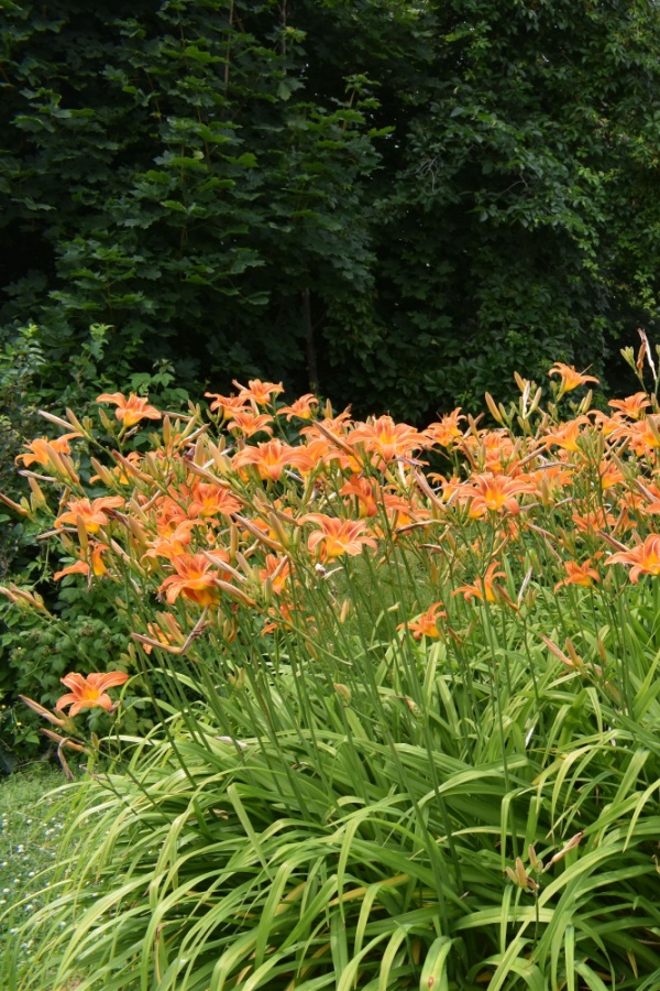 Overgrown daylilies