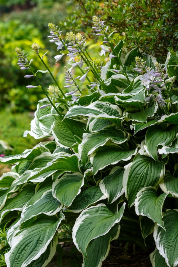 Hostas -  Divide Perennials In Fall