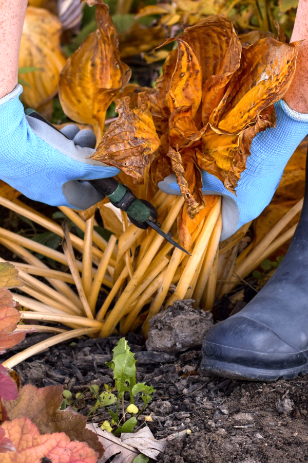 Cutting back hostas in the fall