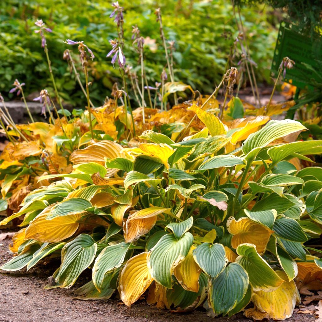 Fading hostas in the fall