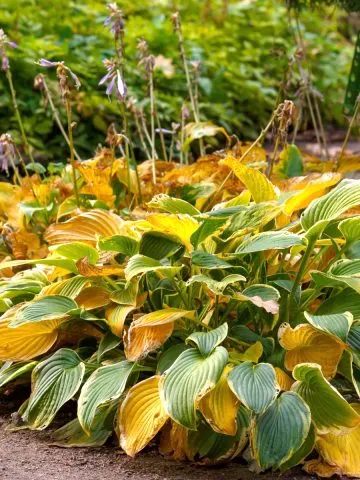 Fading hostas in the fall