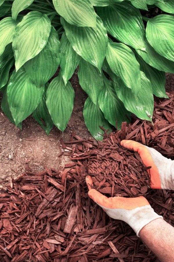 Mulch being added around plants