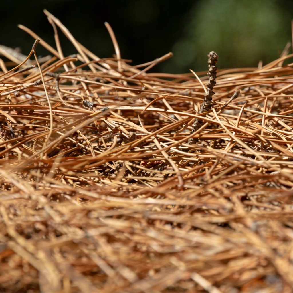 Pine Needles as mulch to protect and power Strawberries