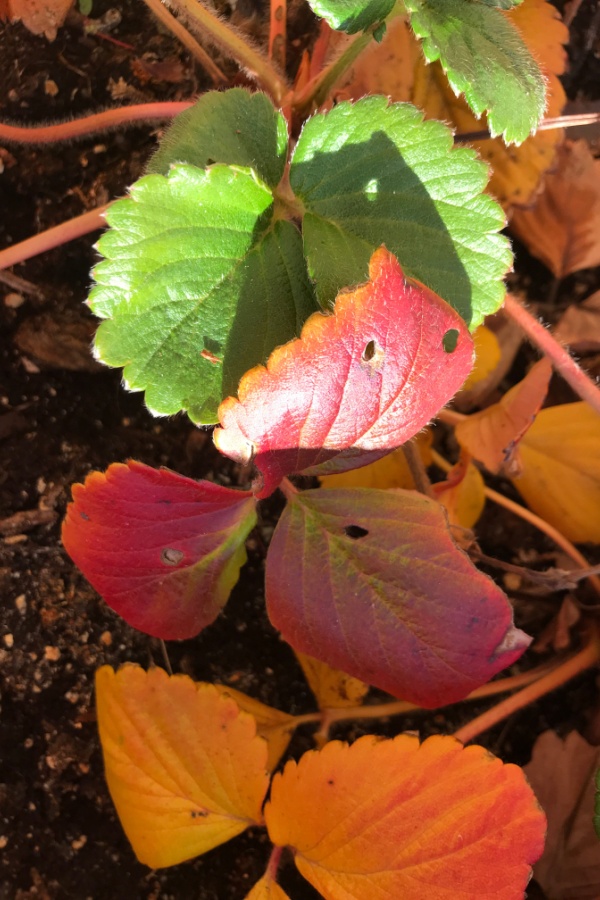 Fall strawberry plants