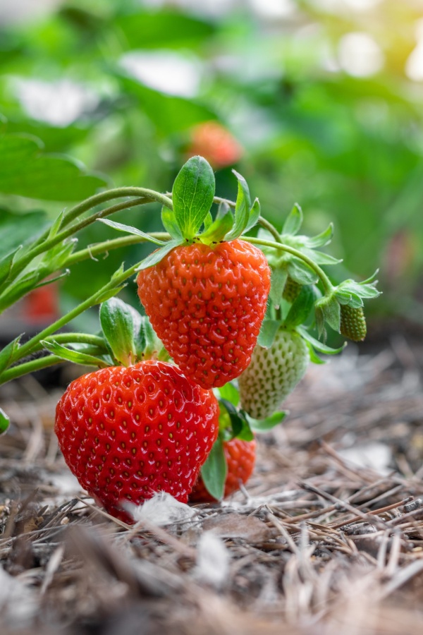 Ripe strawberries with pine needles as mulch