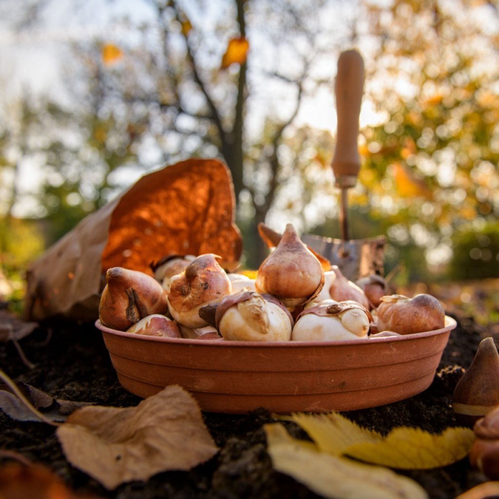 Planting tulip bulbs in the fall