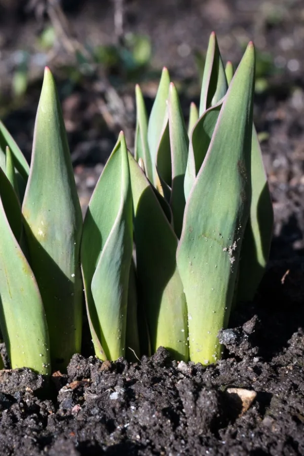 Early tulip growth