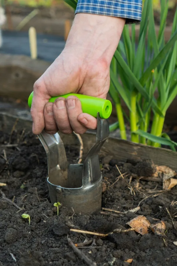 A tulip bulb planting tool